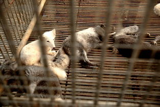 南充花好動物園盛大開園，科學飼養打造動物樂園