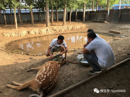 江蘇生態梅花鹿養殖基地 養出富農新希望，探索特色動物飼養新路徑