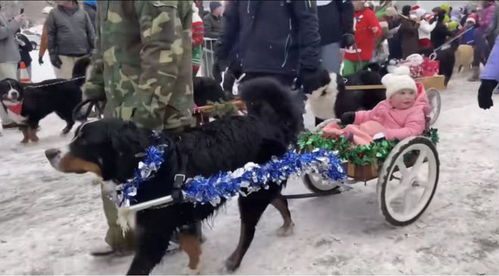 寵物食品賽道 一場沒有絕對贏家的動物飼養革命