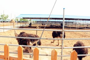 中國食品安全萬里行 食安城市行 走進河北鹽山，探秘健康動物飼養新篇章