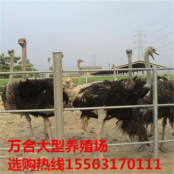 鴕鳥養殖與優質商品鴕鳥供應指南