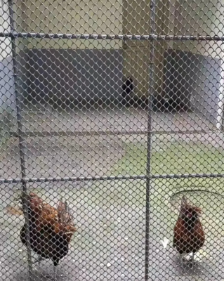 另類出圈!這家動物園養