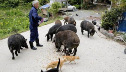 福島核輻射區&ldquo;唯一&rdquo;活人,飼養變異動物6年,政府卻希望他盡快去世