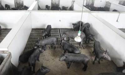 從場舍到餐桌 動物養殖加工基地的科學飼養之道