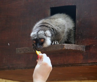 動物飼養員圖片