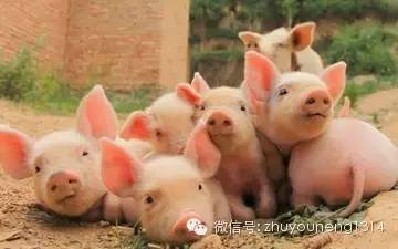 能養(yǎng)殖出安全的動物產(chǎn)品嗎？——現(xiàn)代動物飼養(yǎng)的挑戰(zhàn)與實踐